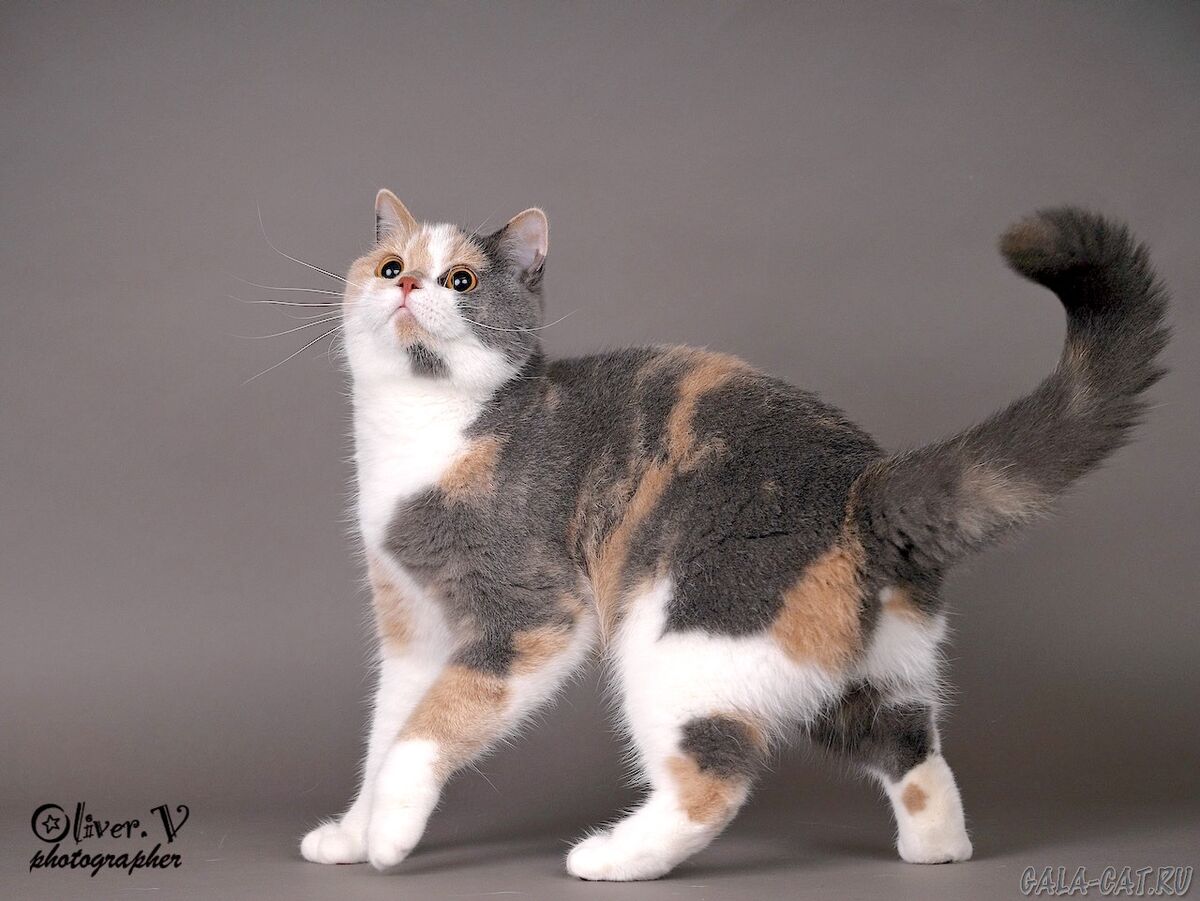 Британская кошка