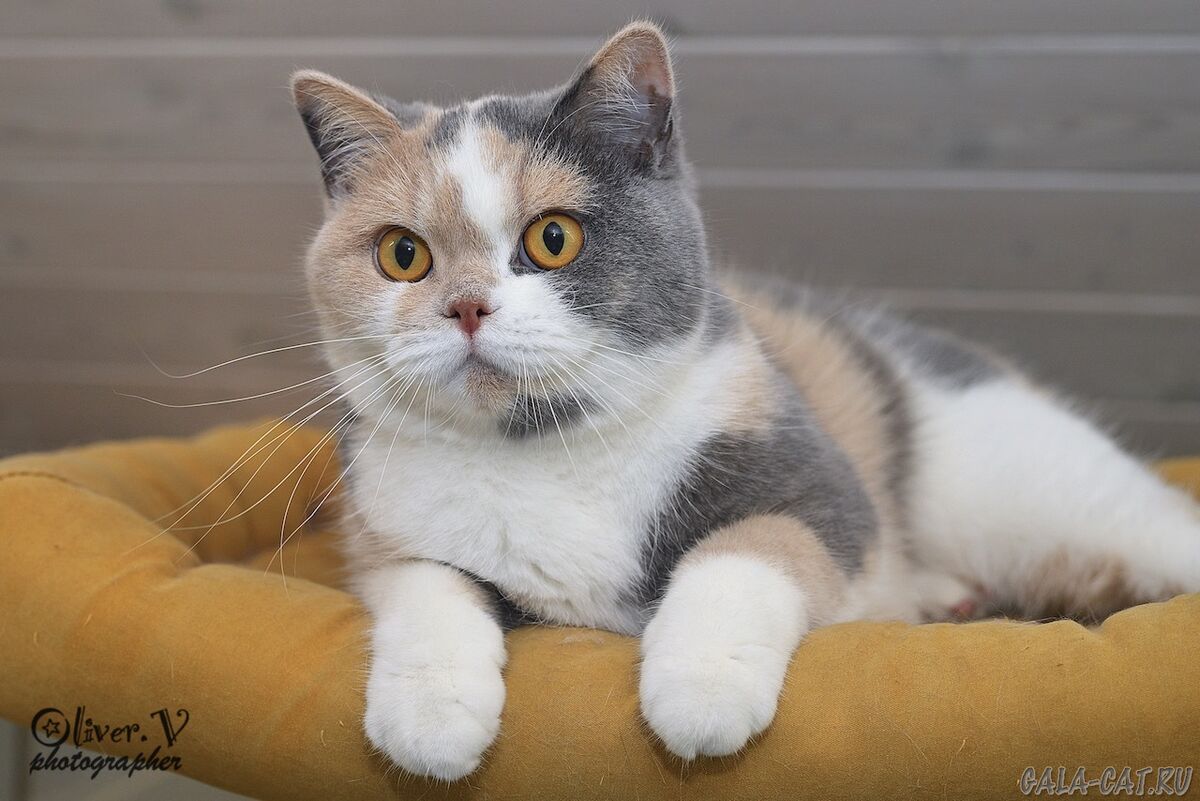 Британская кошка