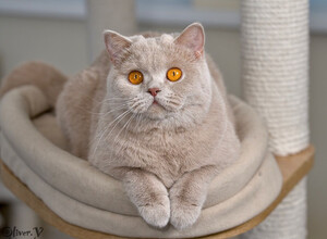 Британская кошка