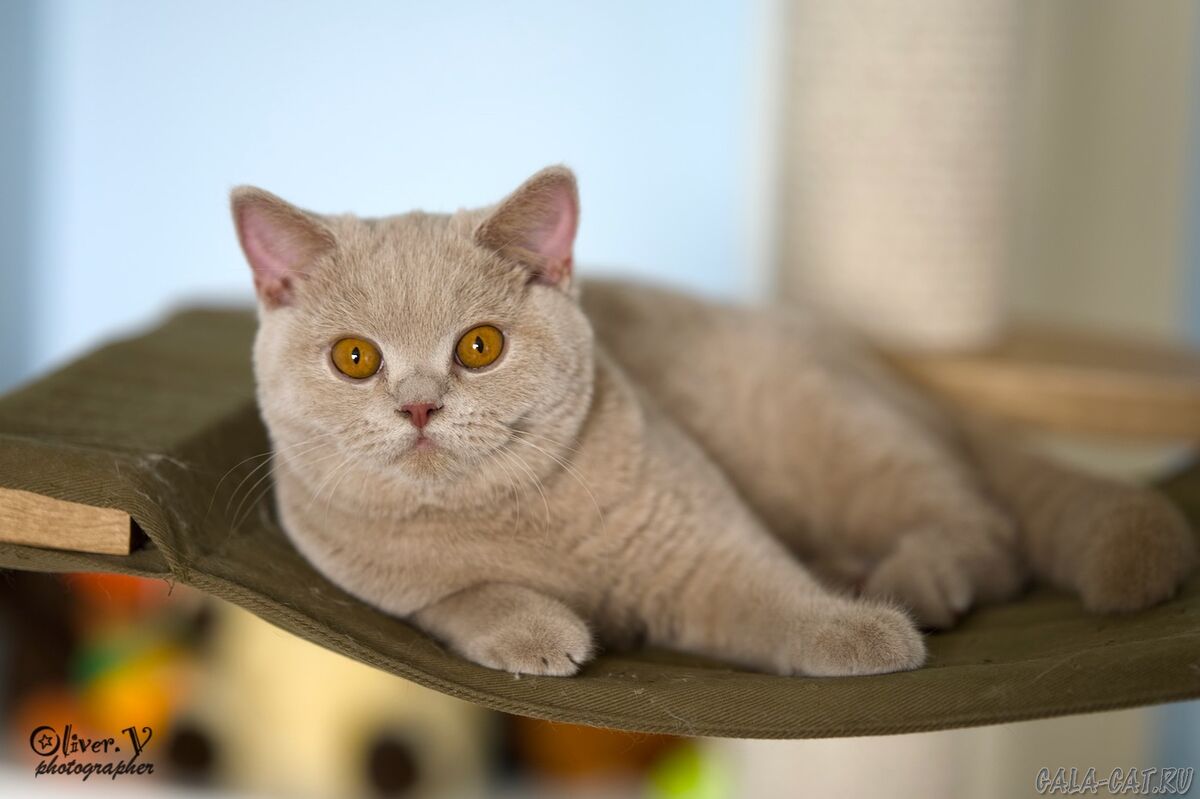Британская кошка
