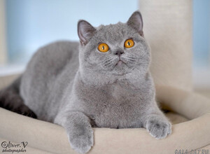 Голубая британская кошка