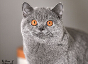 Голубая британская кошка