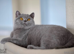 Голубая британская кошка