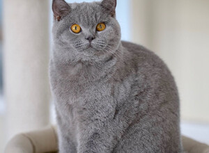 Голубая британская кошка