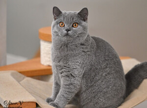 Голубая британская кошка