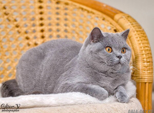 Голубая британская кошка