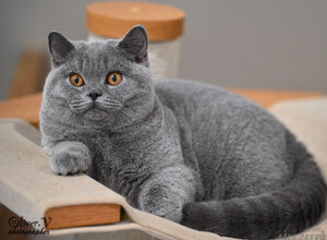 Голубая британская кошка