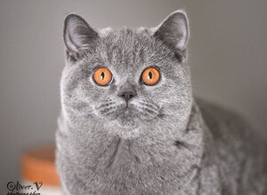 Голубая британская кошка