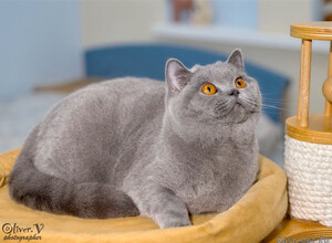 Голубая британская кошка