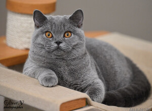 Голубая британская кошка