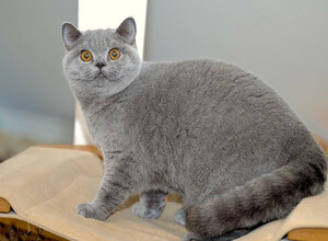 британская кошка