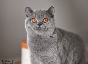 Голубая британская кошка