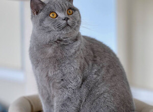 Голубая британская кошка