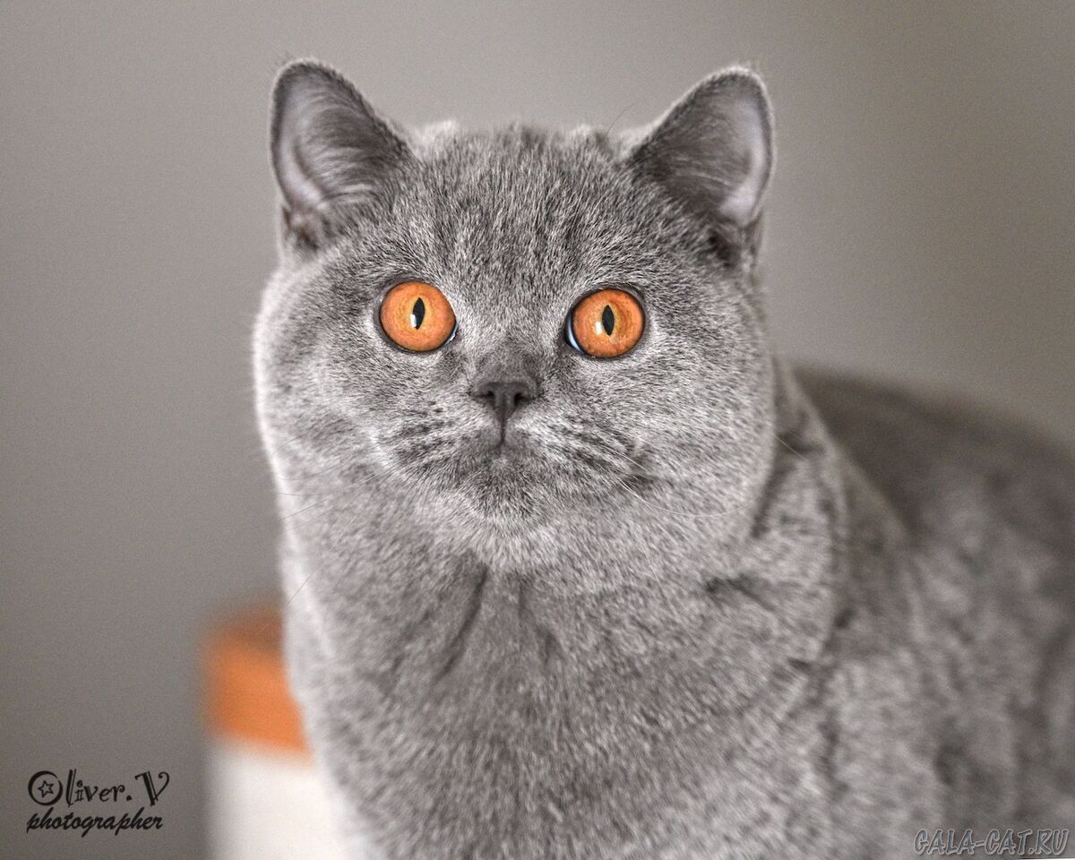 Голубая британская кошка