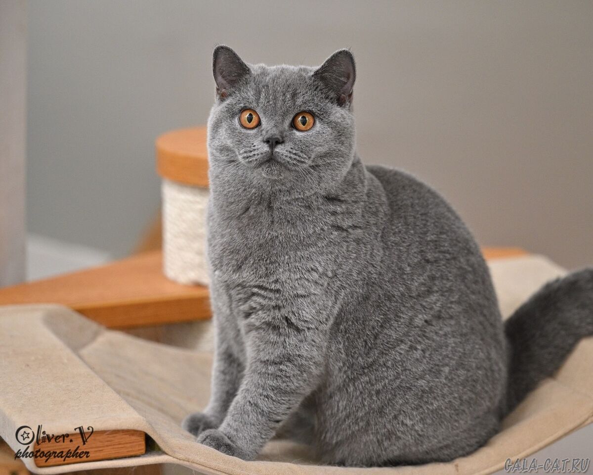 Голубая британская кошка