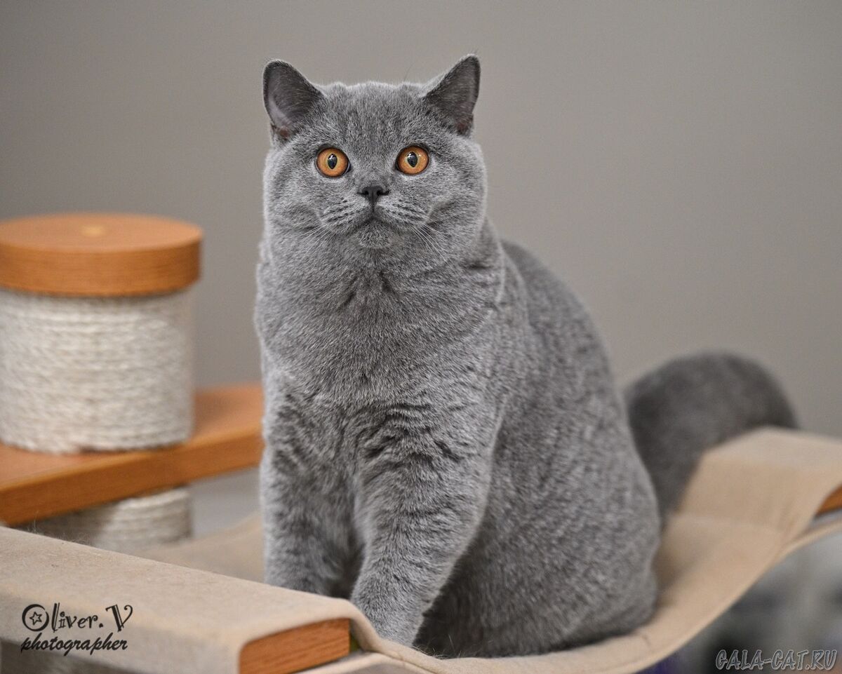 Голубая британская кошка