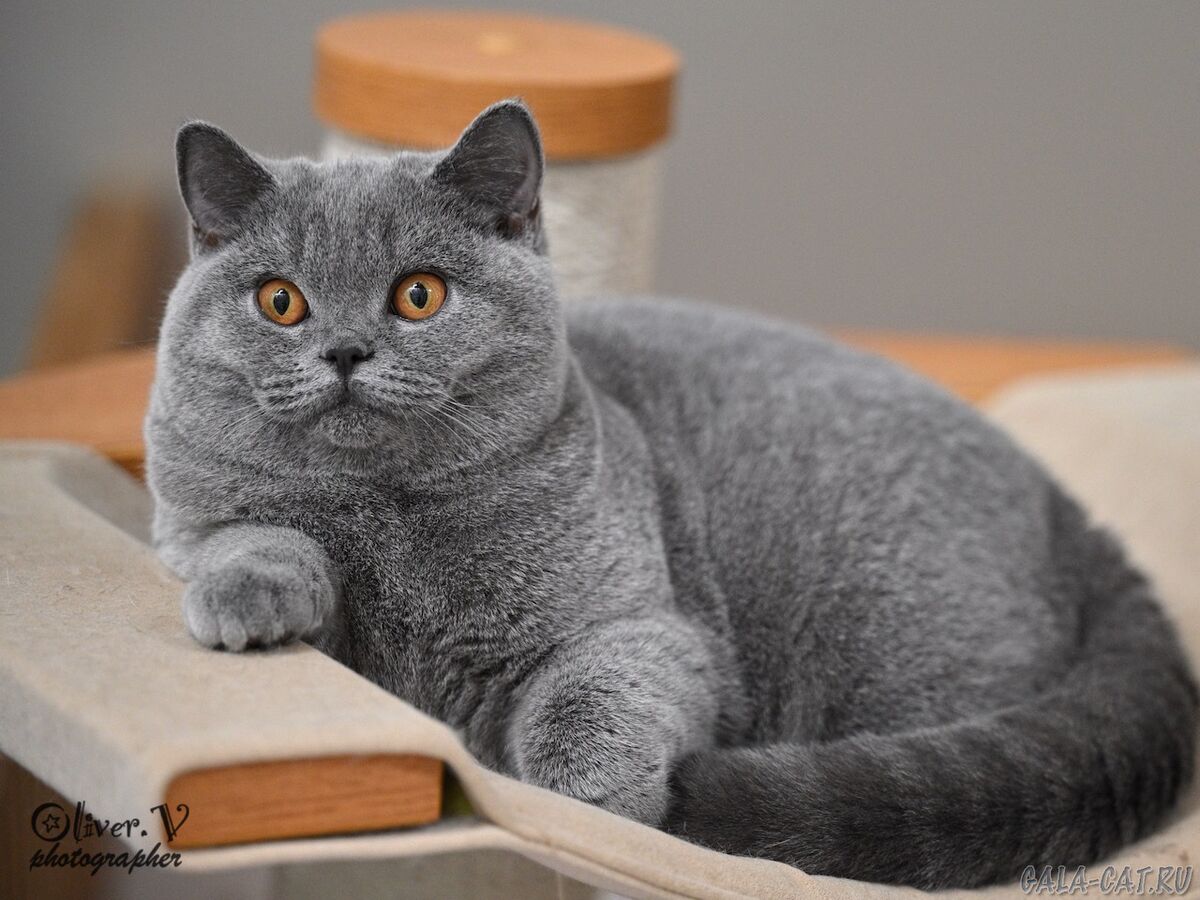 Голубая британская кошка