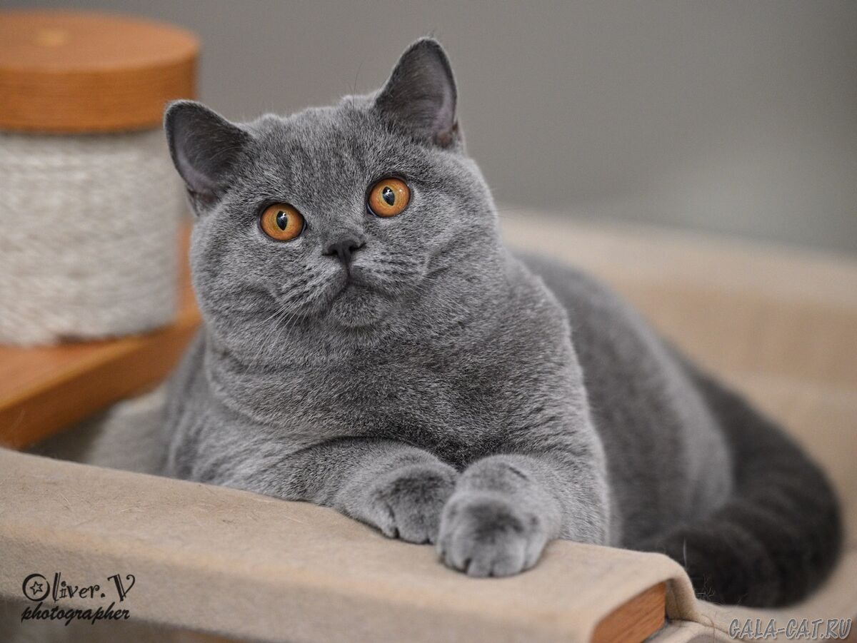 Голубая британская кошка