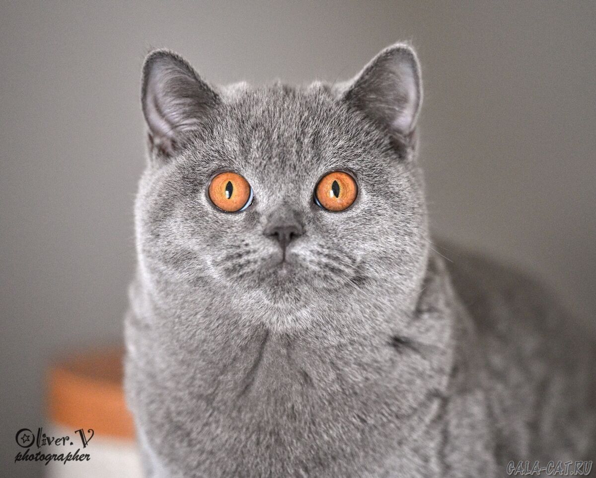 Голубая британская кошка