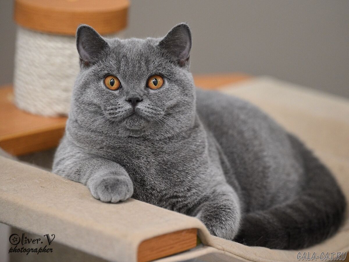 Голубая британская кошка