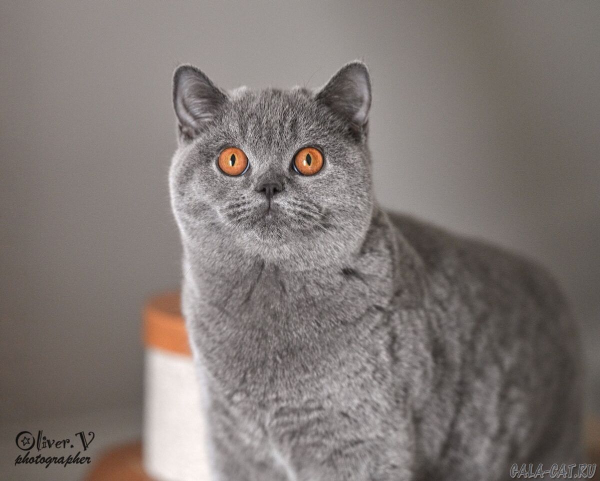 Голубая британская кошка