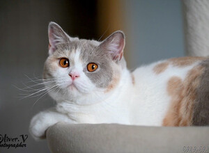 Британская кошка