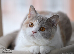 Британская кошка