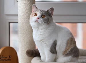 Британская кошка