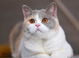 Британская кошка