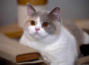 Британская кошка