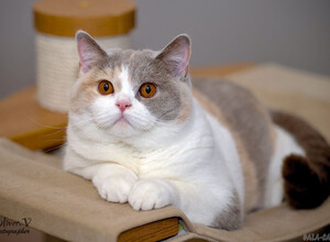 Британская кошка