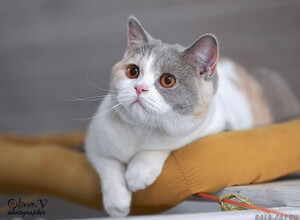 Британская кошка