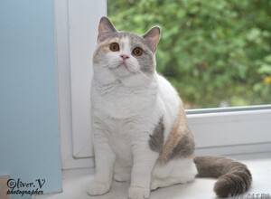 Британская кошка