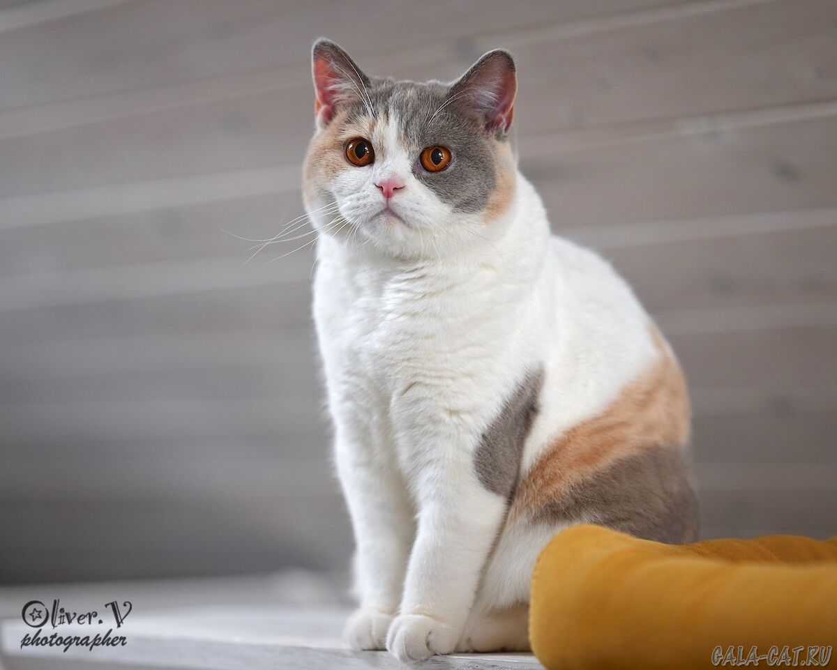 Британская кошка