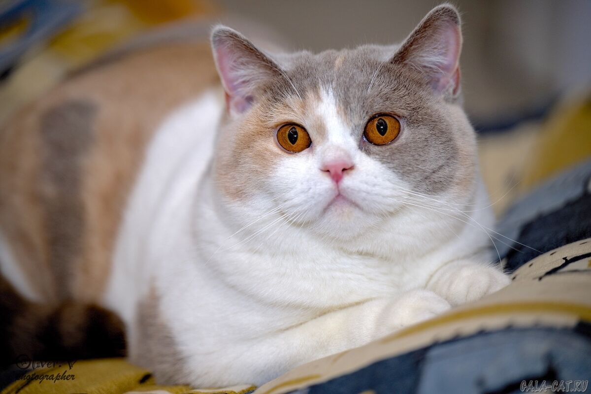 Британская кошка