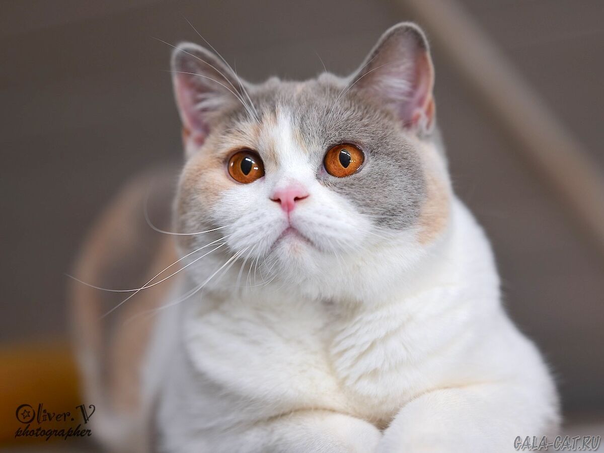 Британская кошка
