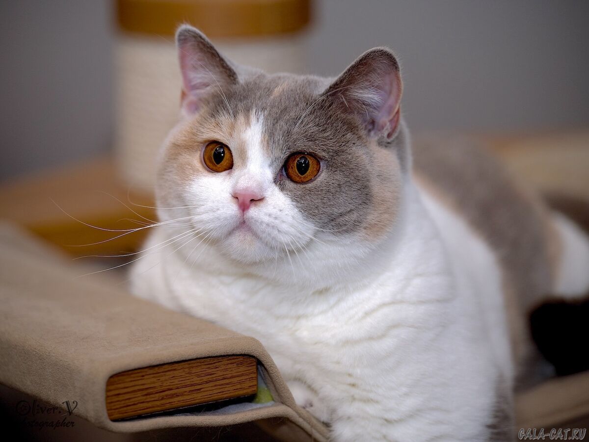 Британская кошка