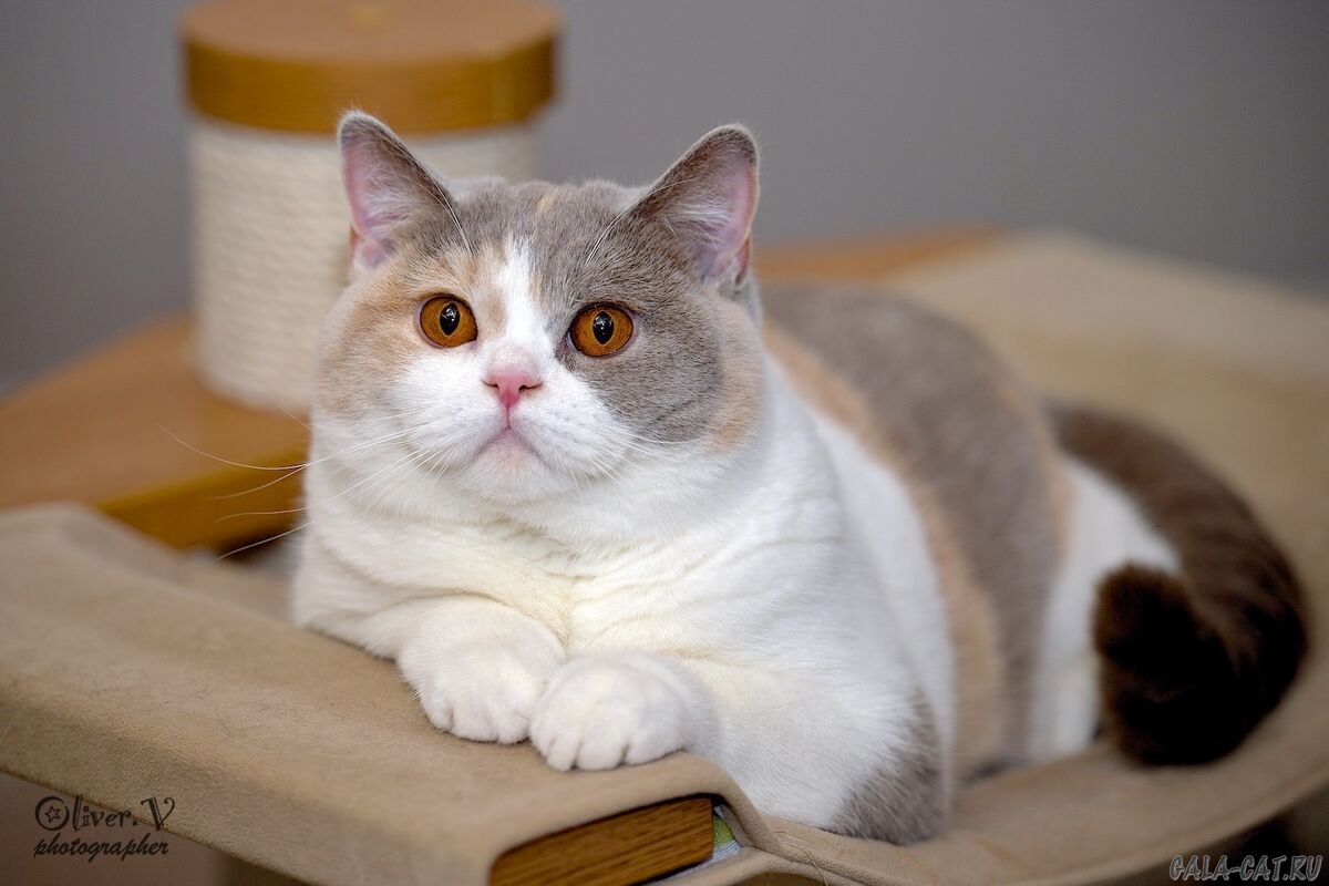 Британская кошка