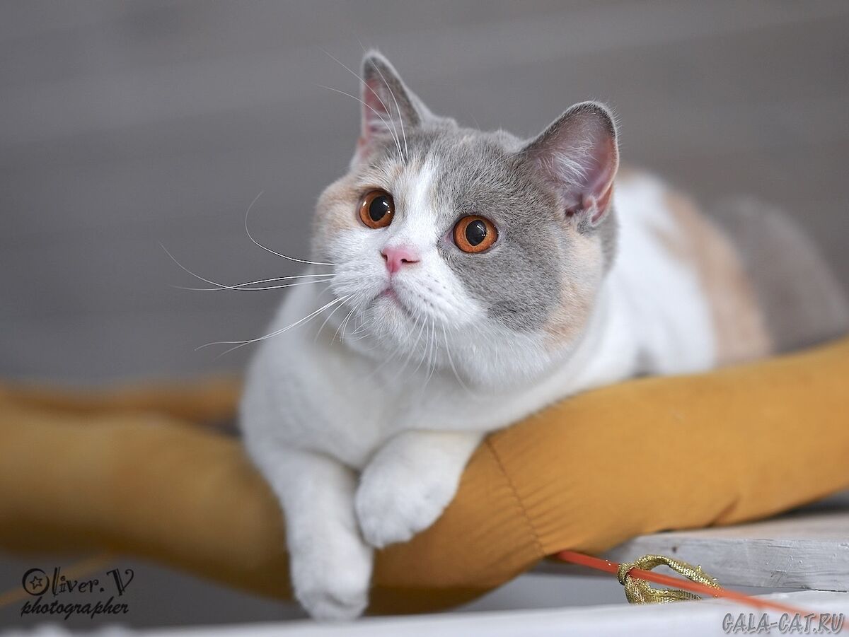 Британская кошка