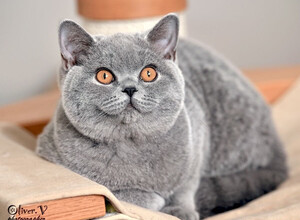 Голубая британская кошка