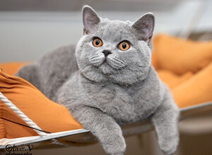 Голубая британская кошка