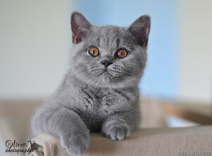 Голубая британская кошка