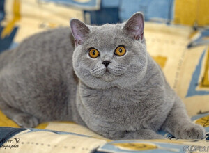 Голубая британская кошка