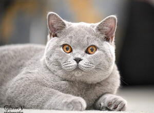 Голубая британская кошка