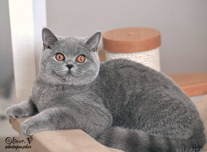 Голубая британская кошка