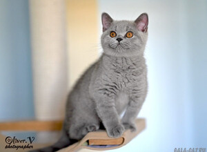Голубая британская кошка