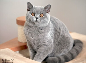 Голубая британская кошка