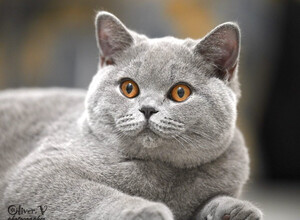 Голубая британская кошка