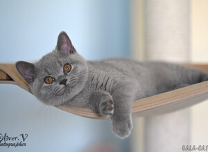 Голубая британская кошка