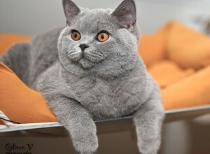 Голубая британская кошка